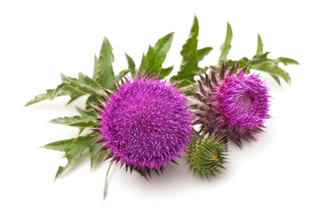 Food Grade P.E Milk Thistle Seed Extract Silymarin Powder 80%